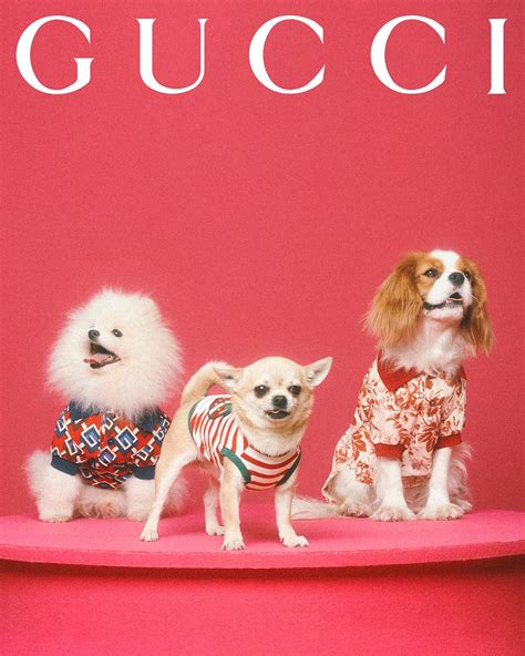 gucci pet limited edition blauw|gucci pet collection.